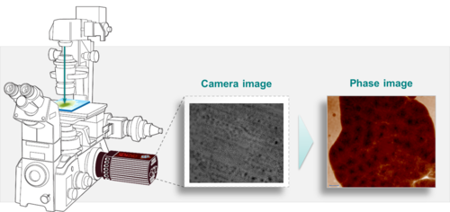 Plug and play Quantitative Phase Imaging camera used for histology